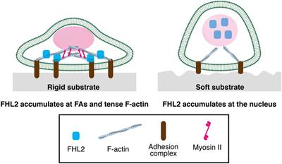 The roles of FHL2 as a mechanotransducer for cellular functions in the mechanical environment